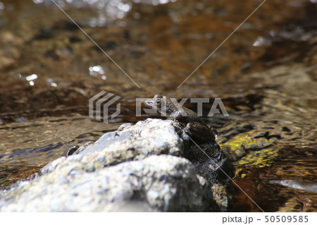 カジカガエル カジカガエル 50509585
