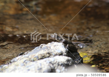 カジカガエル カジカガエル 50509586