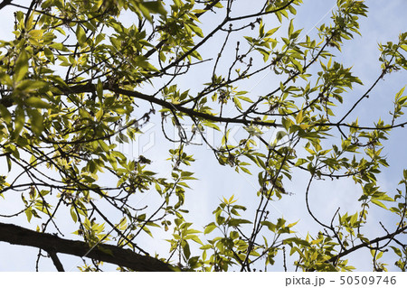 Young green foliage 50509746