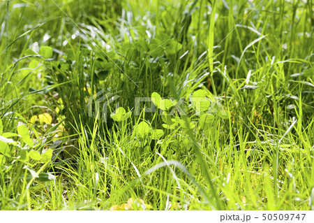 green grass 50509747