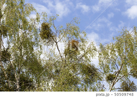 trees covered with mistletoe 50509748