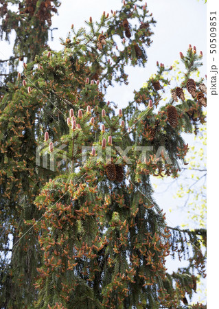 Blooming spruce Blooming spruce 50509851