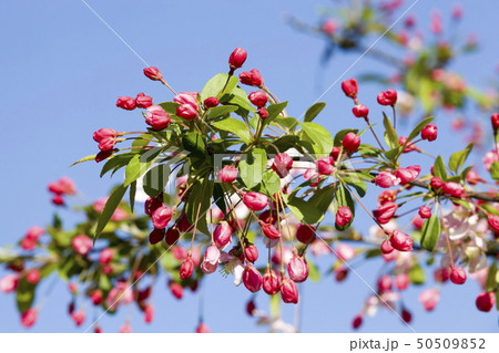 blooming tree blooming tree 50509852