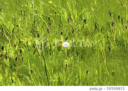 green grass 50509853