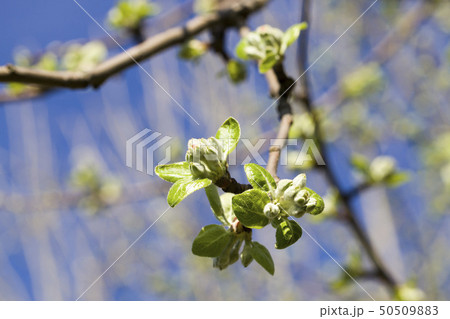 photos of apple leaves photos of apple leaves 50509883