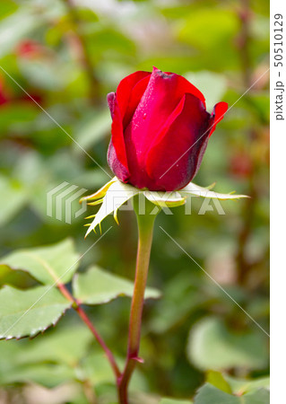 江戸川区フラワーガーデンの薔薇 ﾌﾞﾙｸﾞﾝﾄ '81 50510129