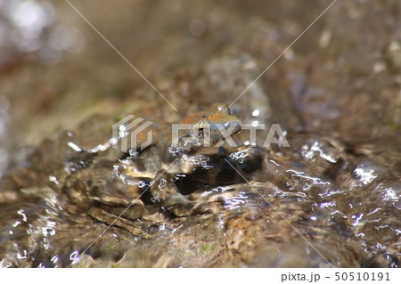 カジカガエル カジカガエル 50510191