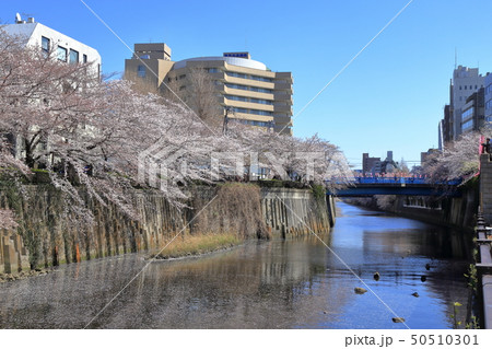 [定額] 目黒川の桜 50510301