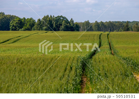 Path on the green cereal field. Path on the green cereal field. 50510531
