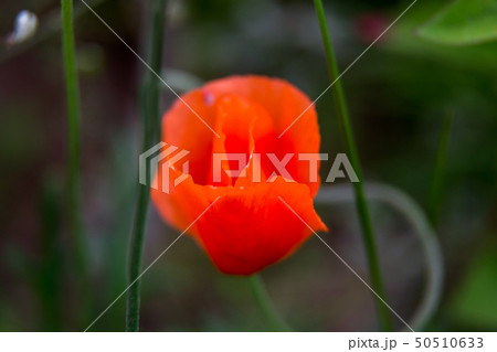 Blooming poppy flower Blooming poppy flower 50510633