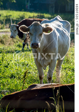 White cow pasture in green meadow.の写真素材 [50510694] - PIXTA