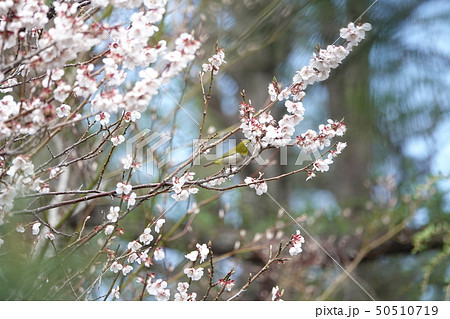桜とメジロ 50510719