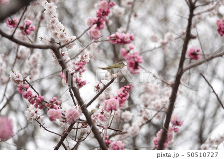 梅とセンダイムシクイ 50510727