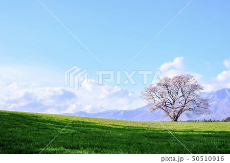 小岩井農場の一本桜 50510916