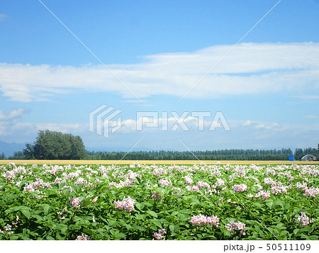 じゃがいもの花のある風景 じゃがいもの花のある風景 50511109