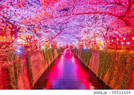 目黒川の桜祭り 目黒川の桜祭り 50511154