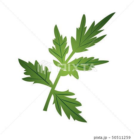 よもぎのイラスト素材