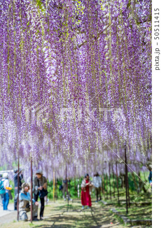 藤の名所　白毫寺 50511415