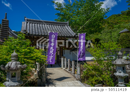 藤の名所 白毫寺 藤の名所 白毫寺 50511419