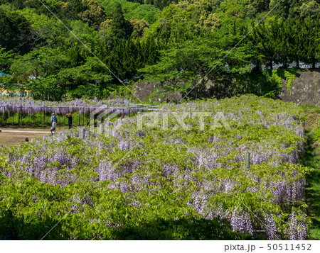 藤の名所　白毫寺 50511452