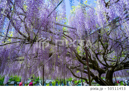 藤の名所　白毫寺 50511453