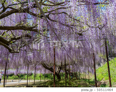 藤の名所　白毫寺 50511464