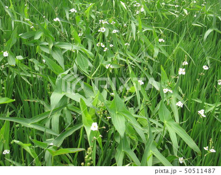 水田雑草　群生する巨大オモダカ 50511487