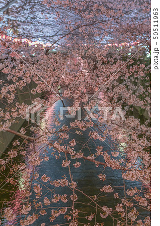 目黒川 桜 目黒川 桜 50511963