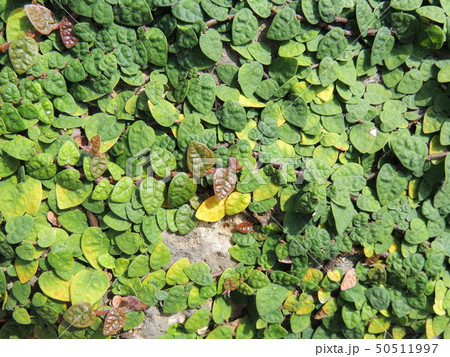 背景：オオイタビ 50511997