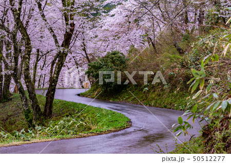 秋田県大仙市中仙 八乙女山 桜 雨の日 秋田県大仙市中仙 八乙女山 桜 雨の日 50512277