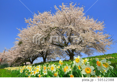 青空と桜 50512388