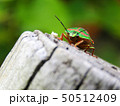 カメムシ 50512409