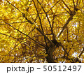 イチョウの木 50512497