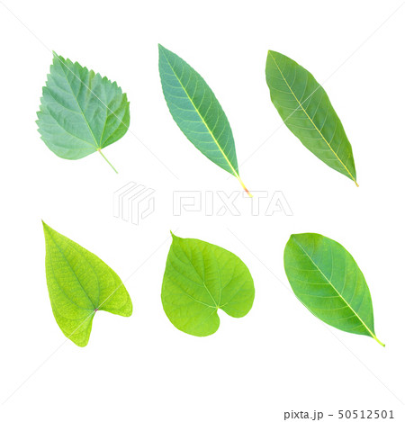 tree leaves isolated on white background 50512501