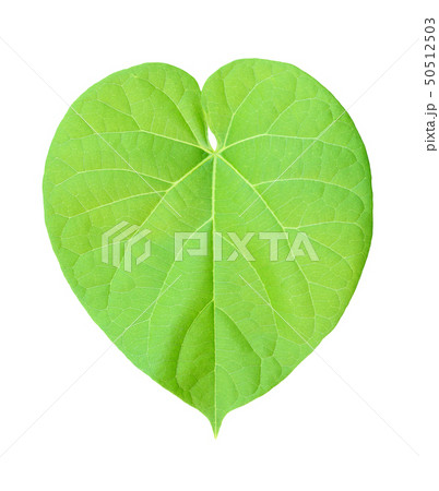 tree leaves isolated on white background 50512503
