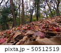 落ち葉 50512519