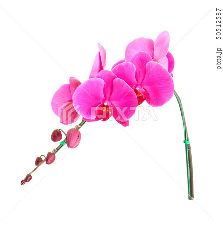 Orchid flowers isolated on white background. 50512537