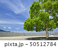 新緑の一本木と快晴の青空 50512784