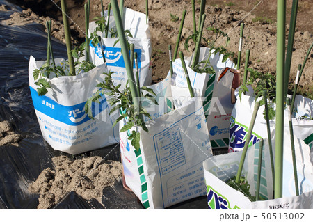 家庭菜園トマトの生育 50513002