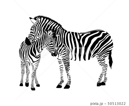 Zebra family.  Wild animal texture.  50513022