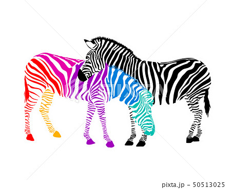 Zebra couple. Wild animal texture. - Stock Illustration [50513025] - PIXTA