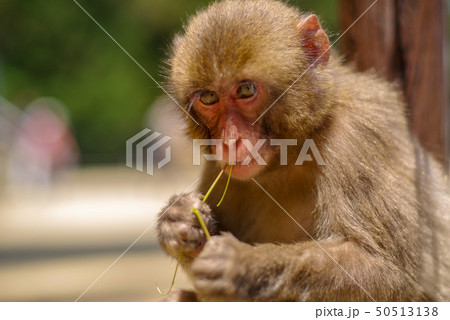 高崎山　子猿 50513138