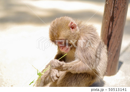 高崎山　子猿 50513141