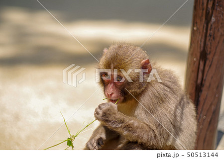 高崎山 子猿 高崎山 子猿 50513144