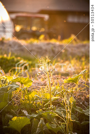 ふき ふき 50513434