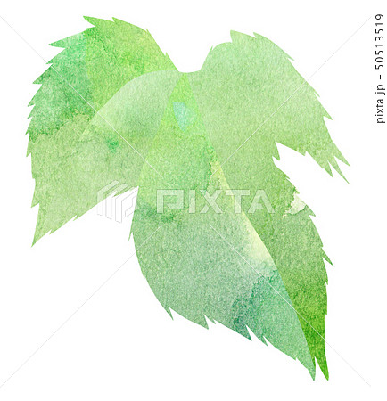 ぶどうの葉のイラスト素材 50513519 Pixta