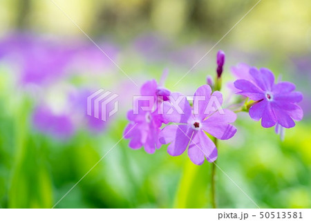 さくらそう 50513581