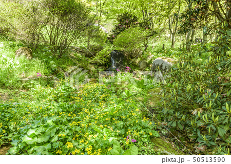 兵庫県・六甲高山植物園 50513590