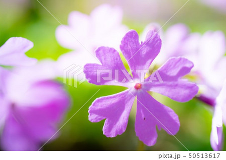 サクラソウ 50513617