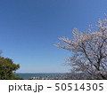 青空と桜と伊勢湾 ( 2019年4月春 愛知県知多郡美浜町 ) 50514305